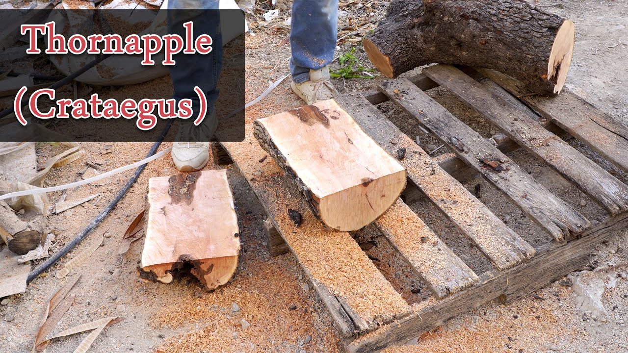 how Hawthorn, Thornapple (Crataegus)  wood grain looks like.