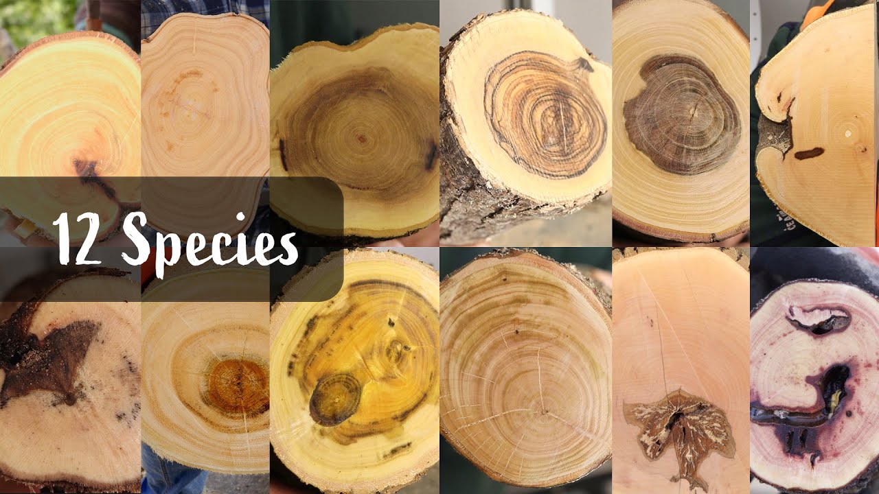 12 Species of wood, which one is your favorite?