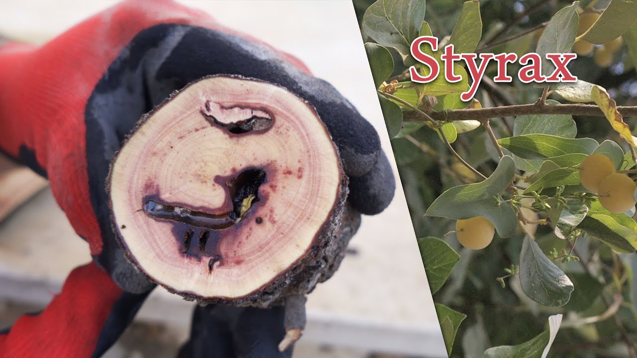 how Palestinian Styrax (storax or snowbell) wood grain looks like?
